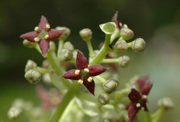 Small, cross-shaped, maroon flowers with 4 petals & 4 anthers.