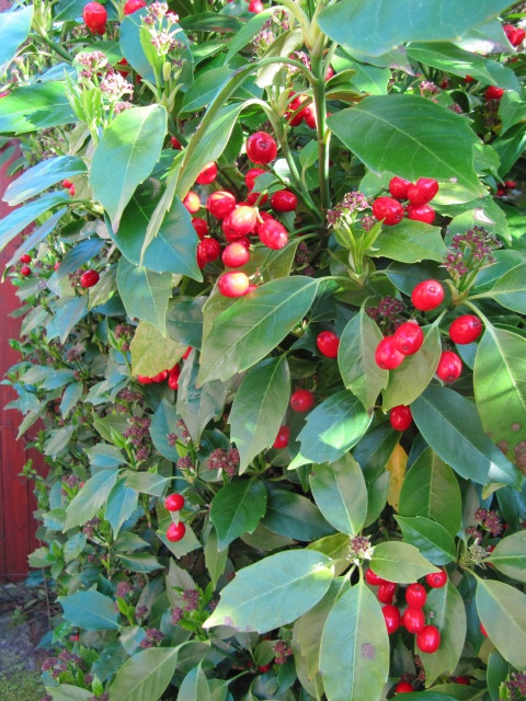 Shrub with coarsely serrate, green leaves & bright red berries.