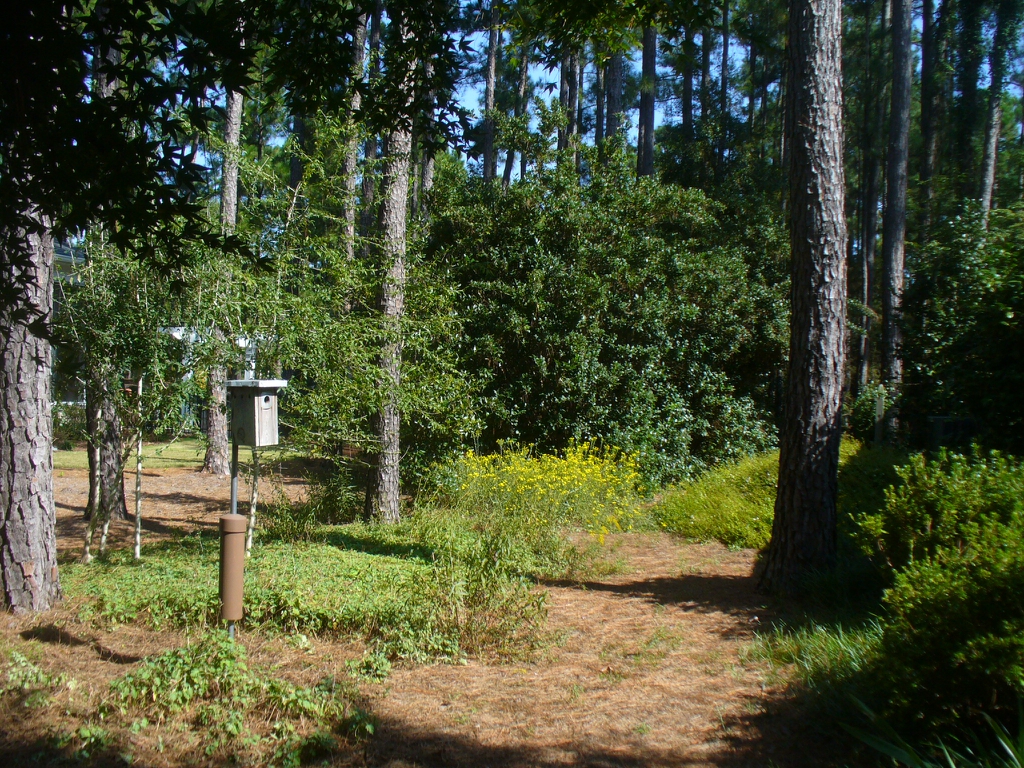Backyard path with Chrysopsis mariana in fall in Moore County