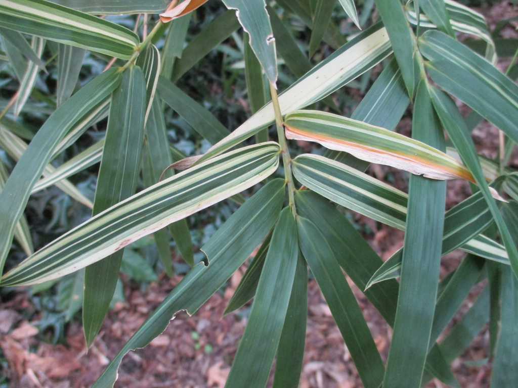 Bambusa 'Silverstripe' leaf