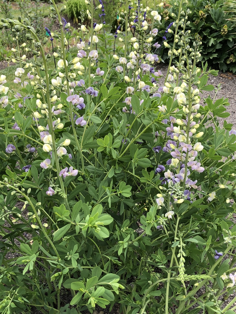 Baptisia