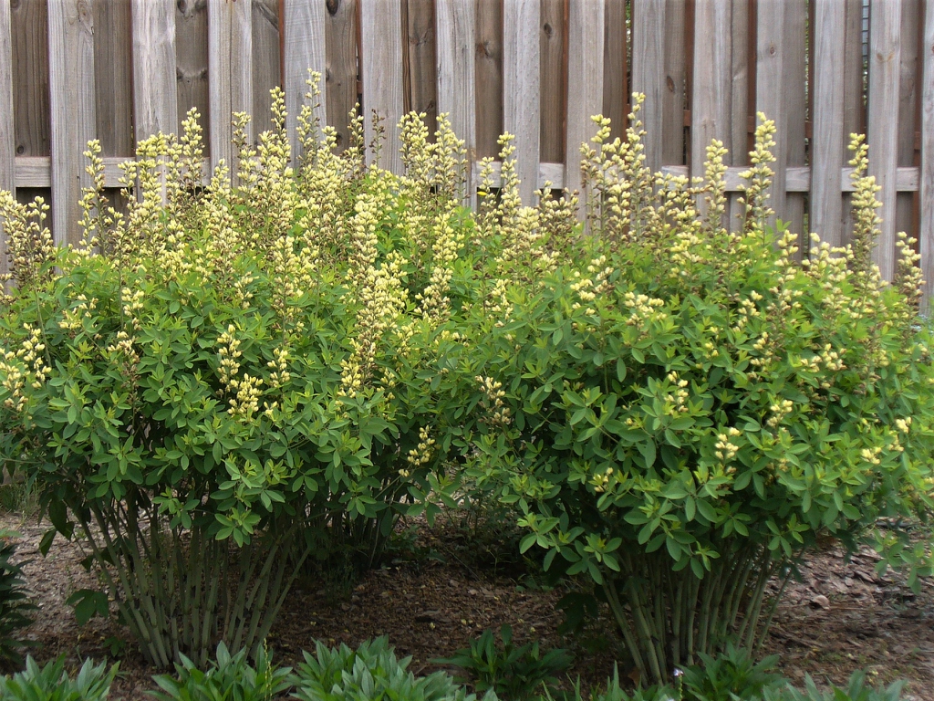 Baptisia 'Carolina Moonlight' early summer in Moore County
