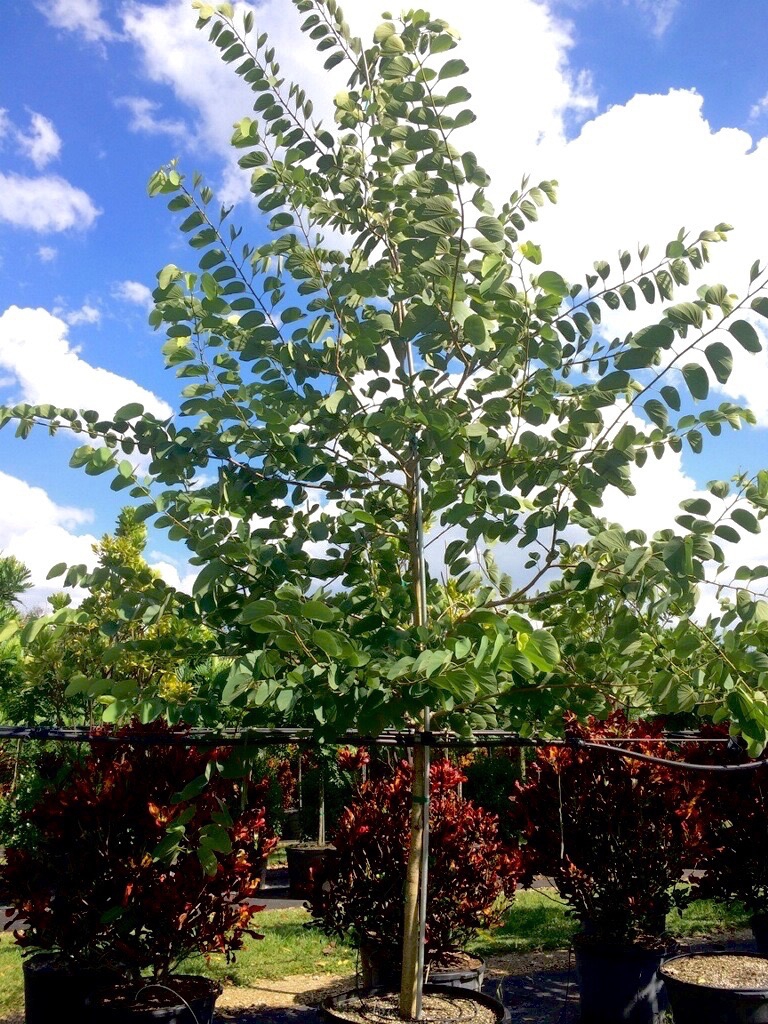bauhinia x blakeana form