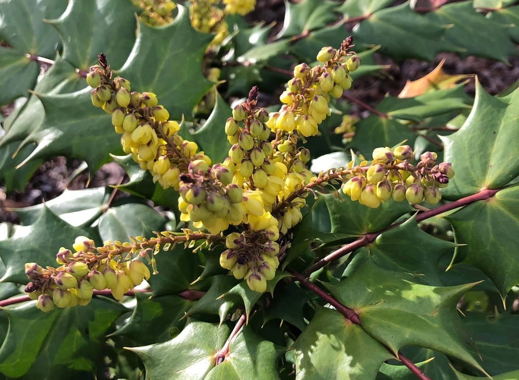 yellow flowers six petals arranged in whorls