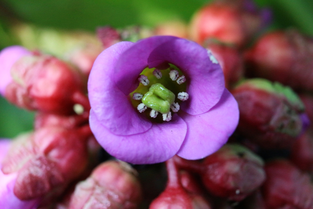 Bergenia cordifolia flower close up