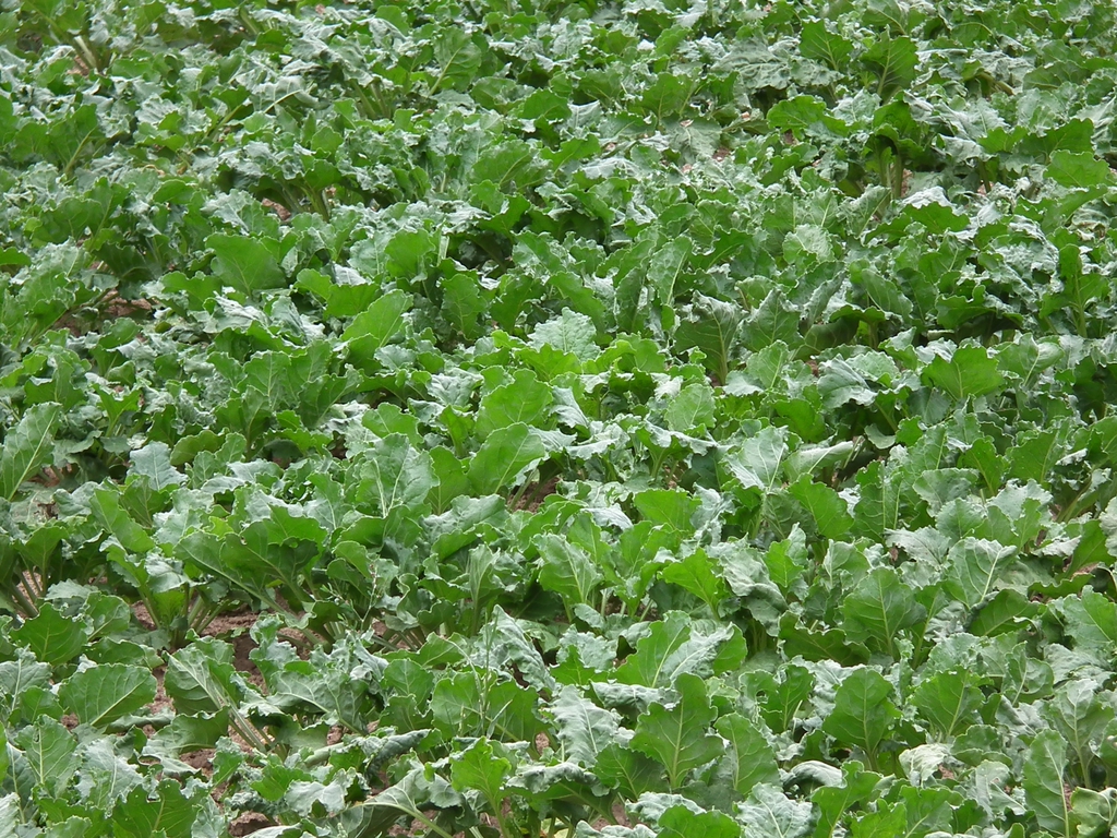 field of Beta vulgaris