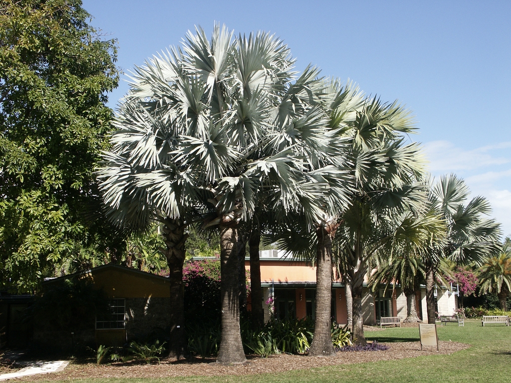 a group of solitary palms with silvery gray palmate leaves.