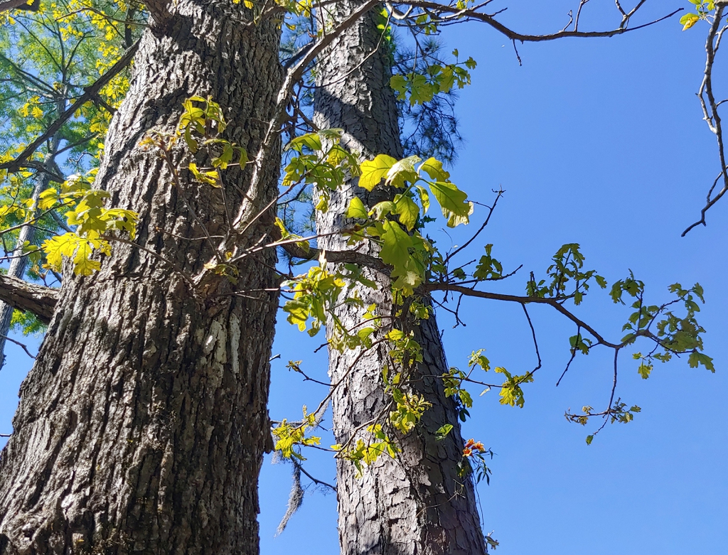 blackjack oak form in spring brunswick nature park skdavidson