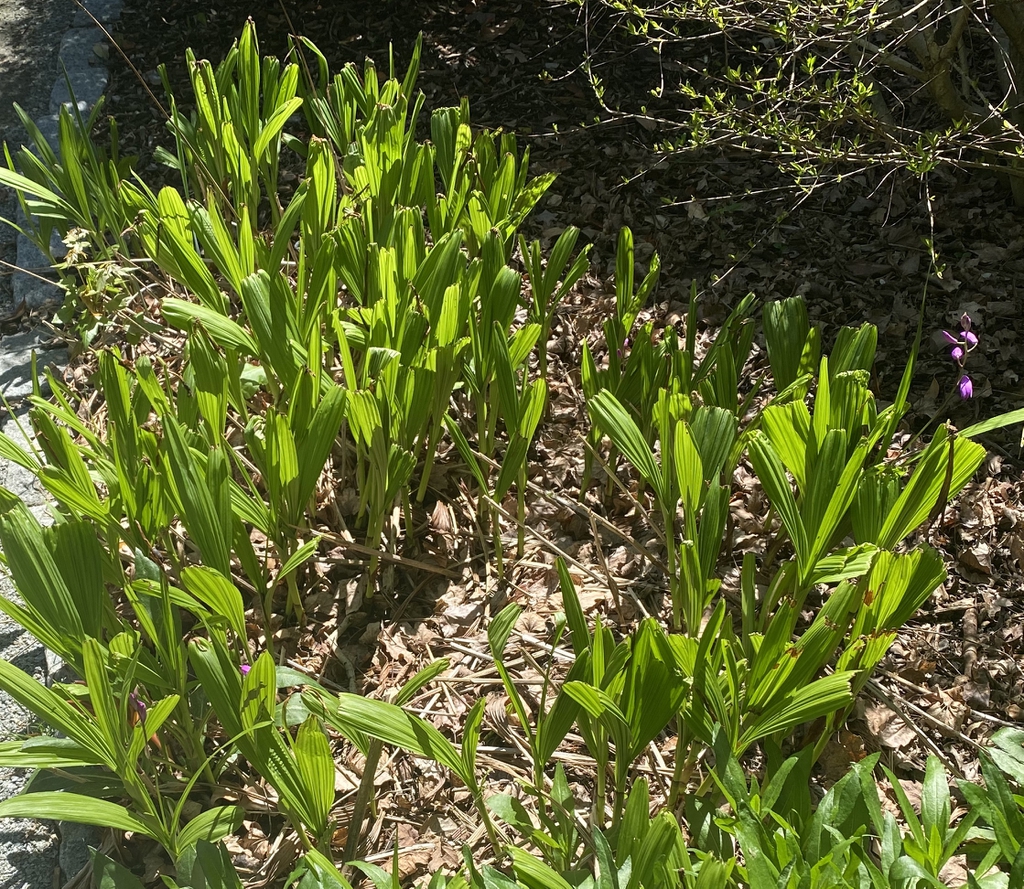 Bletilla striata