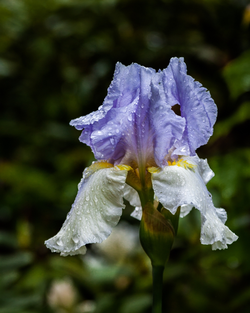 Blue iris flower