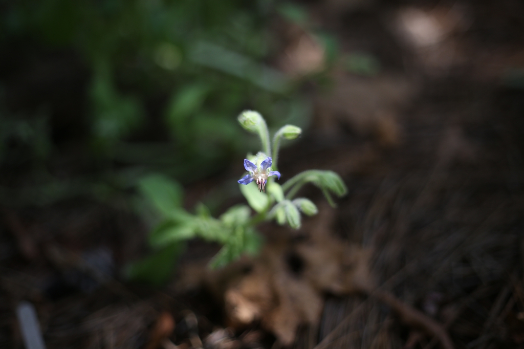 Borago officinalis