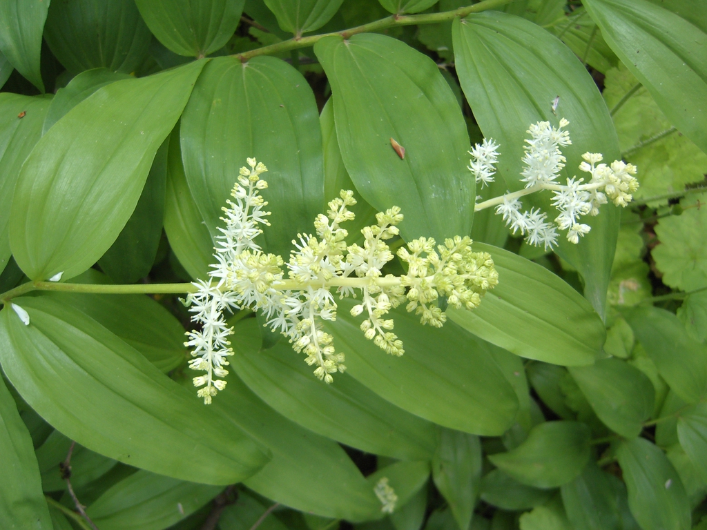 Smilacina racemosa