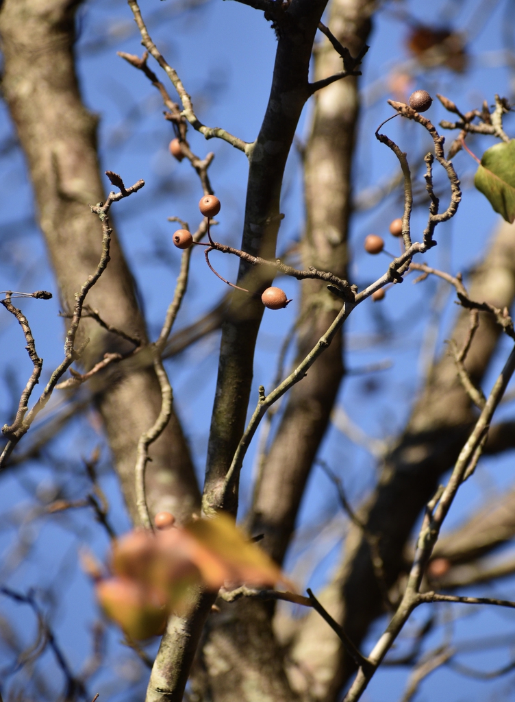 Fruit and branches (Warren County, NC)- Winter