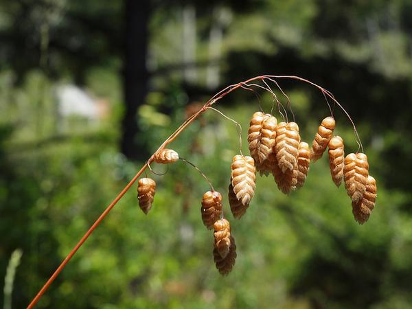 Briza maxima