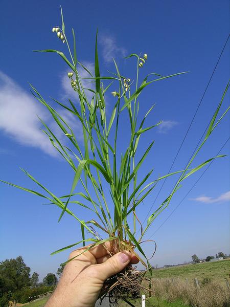 Briza maxima