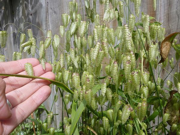 Briza maxima