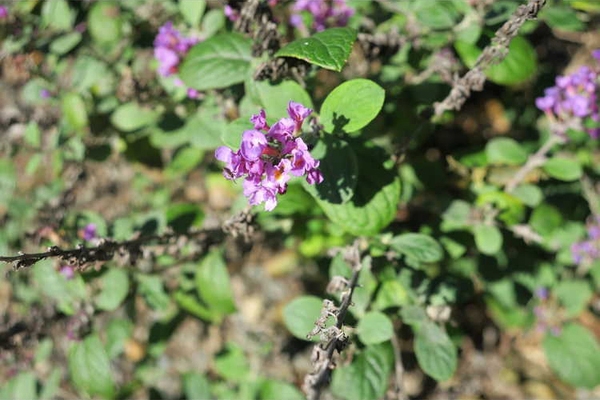 Buddleja  'Blue Chip Jr.’
