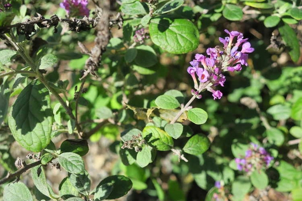Buddleja  'Blue Chip Jr.’