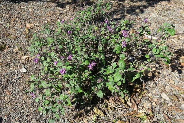 Buddleja  'Blue Chip Jr.’