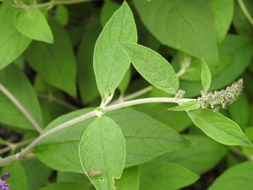 Buddleja 'Blue Chip Jr' leaf attachment
