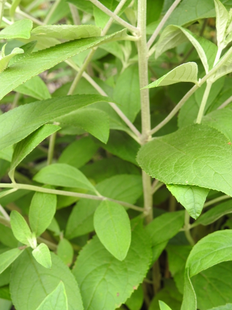 Buddleja 'Blue Chip Jr' stems