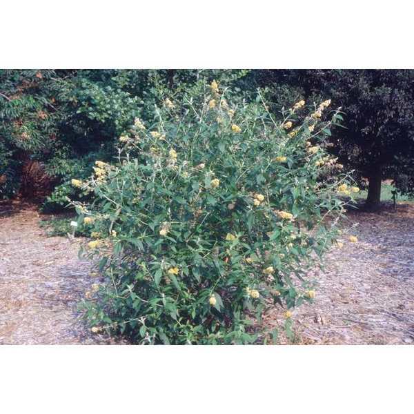 Buddleja x weyeriana 'Honeycomb'