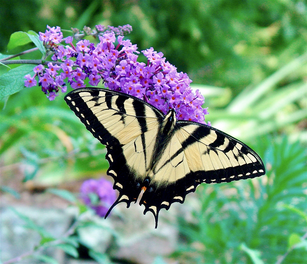 Swallowtail sipping nectar.