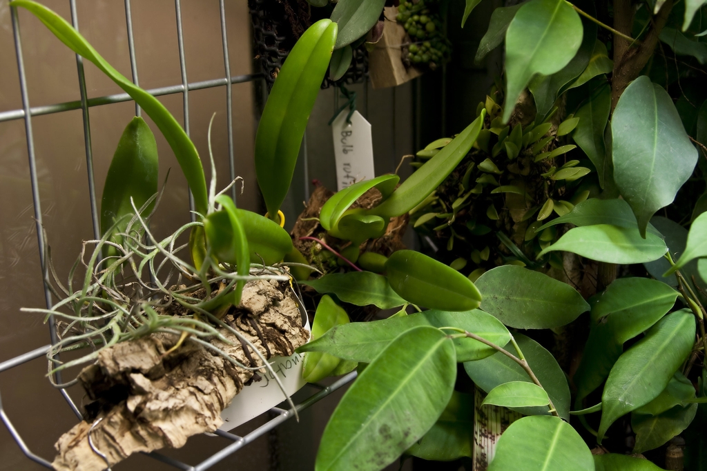 Leaves are on the left side of photo