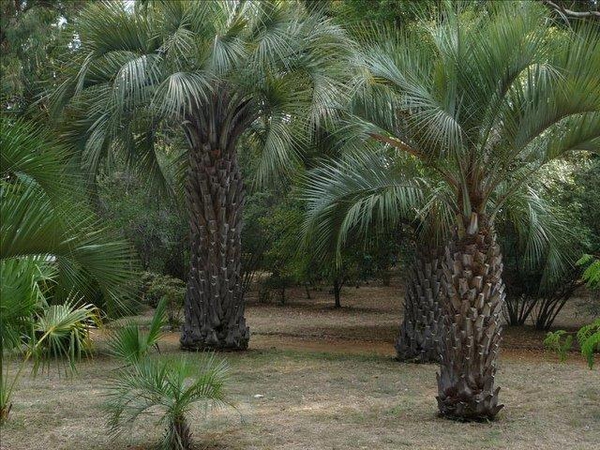 Butia capitata