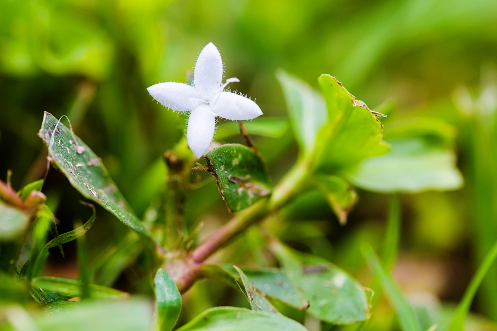 leaves and flowers