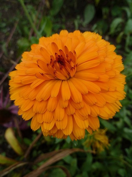 Calendula officinalis