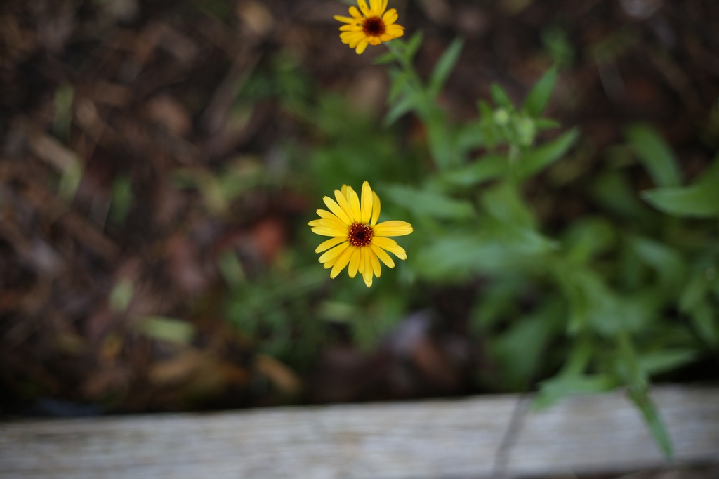 Calendula officinalis