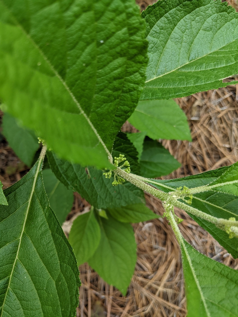 Buds forming
