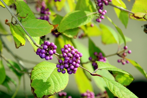 callicarpa bodinieri