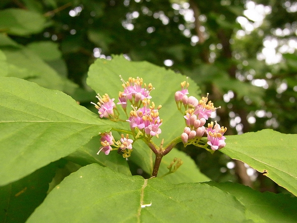 callicarpa japonica