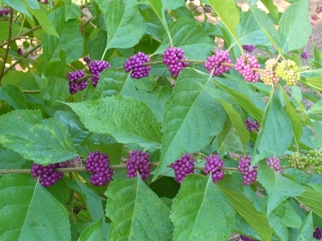 Callicarpa americana in summer in Moore County