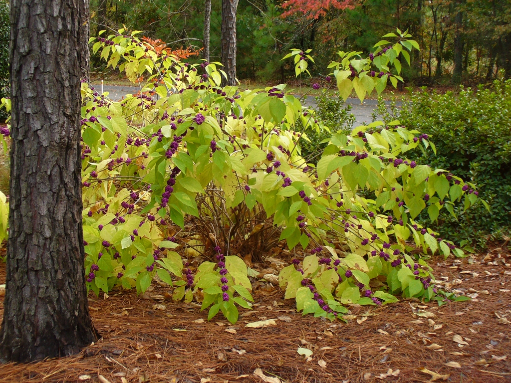 Callicarpa americana in fall in Moore County