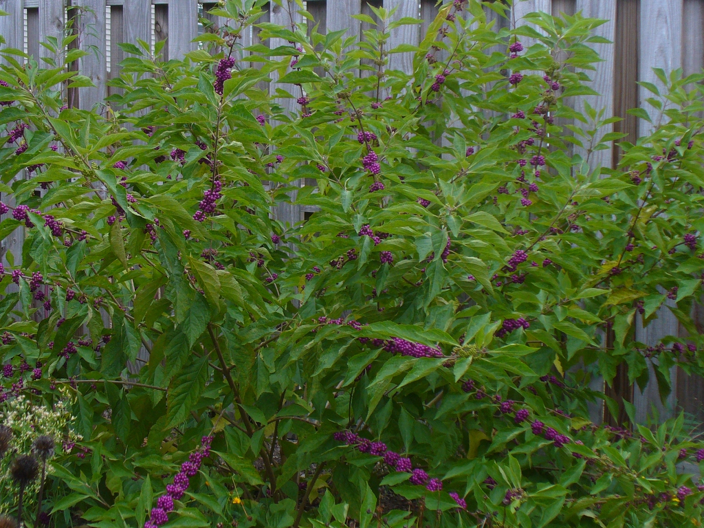 Callicarpa americana in fall in Moore County