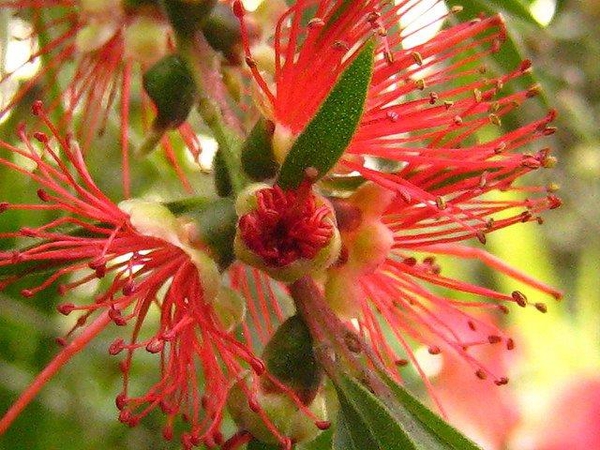 Callistemon rigidus