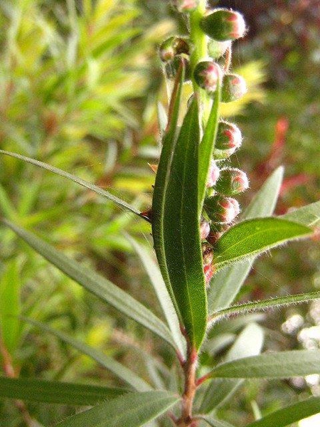 Callistemon rigidus