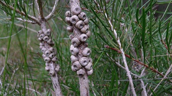 Callistemon rigidus