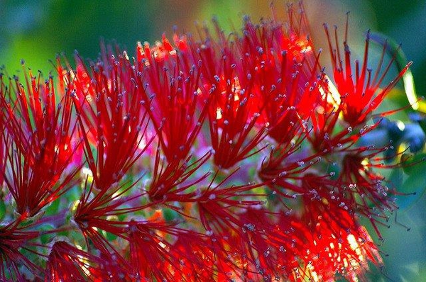 Callistemon rigidus