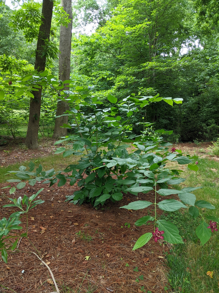Shrub with coarse foliage & large red flowers.