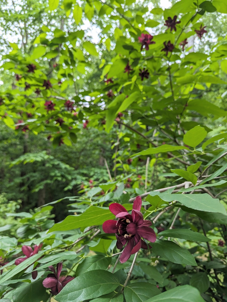 Shrub with coarse foliage & large red flowers.