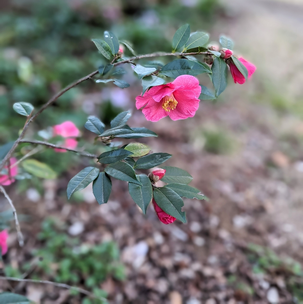 Form (mature but struggling in soil not acidic enough)