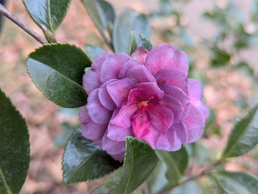 purplish-pink rose-like flower on camellia plant