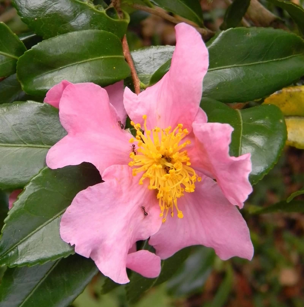Flower w/ Ant Pollinators - Fall - Buncombe Co., NC