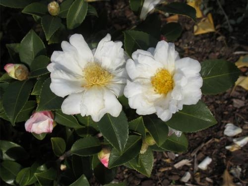 Camellia 'Polar Ice'