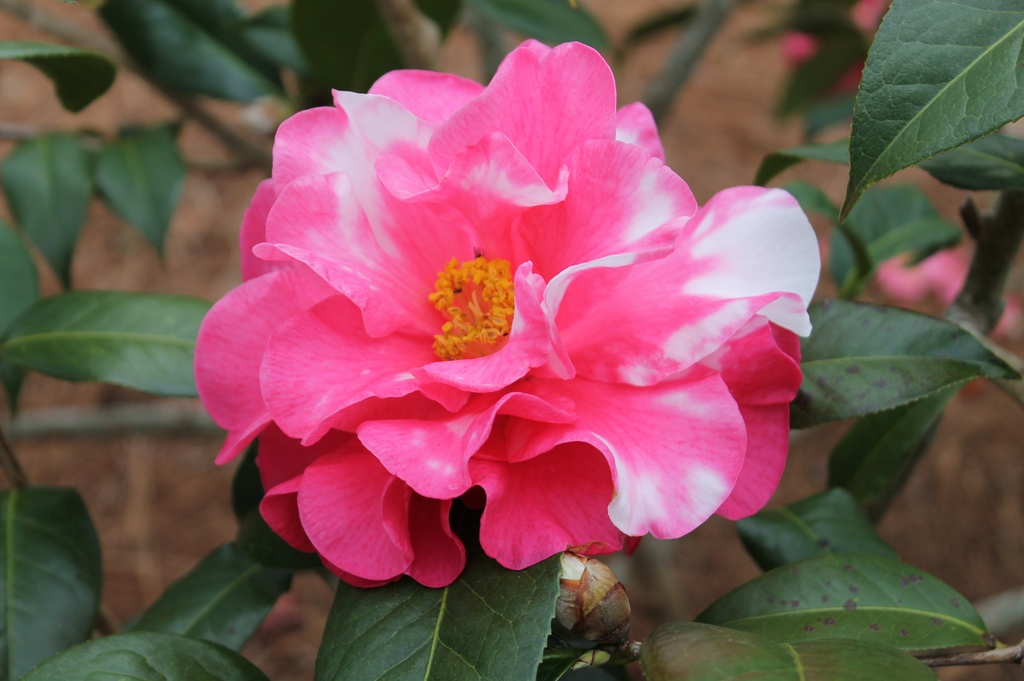 camellia reticulata hybrid Frank Houser Variegated skdavidson nh