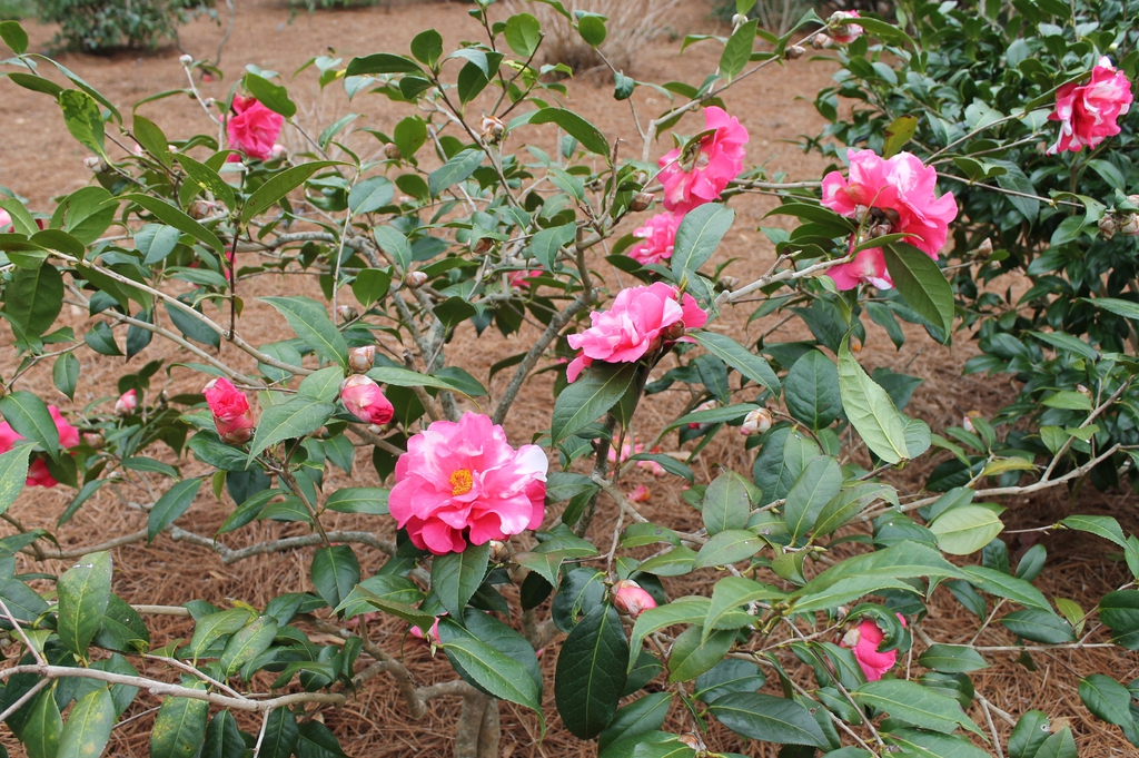 camellia reticulata hybrid Frank Houser Variegated skdavidson nh